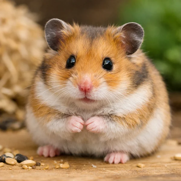 A plain photo of a hamster